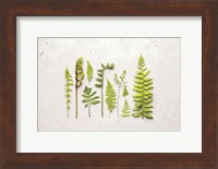 Flat Lay Ferns I Fine Art Print