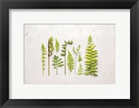 Flat Lay Ferns I Fine Art Print