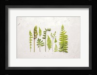 Flat Lay Ferns I Fine Art Print