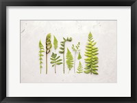 Flat Lay Ferns I Framed Print