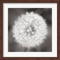 Dandelion Seedhead Fine Art Print