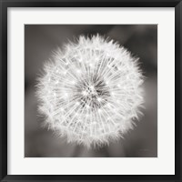 Dandelion Seedhead Fine Art Print