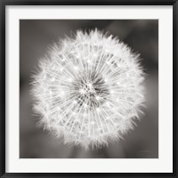 Dandelion Seedhead Fine Art Print