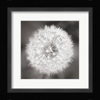 Dandelion Seedhead Framed Print