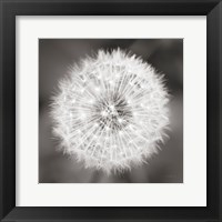 Dandelion Seedhead Framed Print