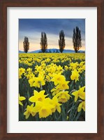 Skagit Valley Daffodils I Fine Art Print