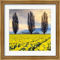 Skagit Valley Daffodils II Fine Art Print
