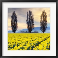 Skagit Valley Daffodils II Fine Art Print