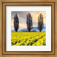 Skagit Valley Daffodils II Fine Art Print