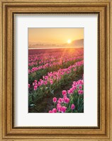 Skagit Valley Tulips II Fine Art Print