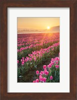 Skagit Valley Tulips II Fine Art Print