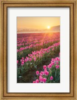 Skagit Valley Tulips II Fine Art Print