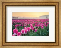 Skagit Valley Tulips I Fine Art Print