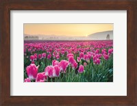 Skagit Valley Tulips I Fine Art Print