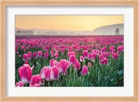 Skagit Valley Tulips I Fine Art Print