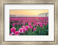 Skagit Valley Tulips I Fine Art Print