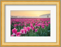 Skagit Valley Tulips I Fine Art Print