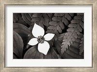 Bunchberry and Ferns I BW Fine Art Print