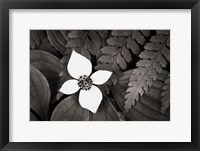 Bunchberry and Ferns I BW Fine Art Print