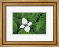 Bunchberry and Ferns I color Fine Art Print