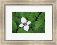 Bunchberry and Ferns I color Fine Art Print