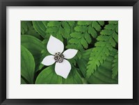 Bunchberry and Ferns I color Framed Print