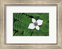 Bunchberry and Ferns II color Fine Art Print