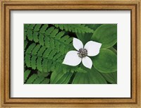 Bunchberry and Ferns II color Fine Art Print