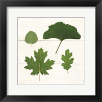 Leaf Chart V Shiplap Fine Art Print