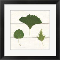 Leaf Chart IV Shiplap Framed Print