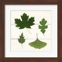 Leaf Chart II Shiplap Fine Art Print