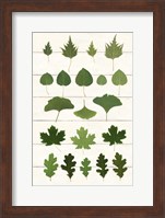 Leaf Chart I Shiplap Fine Art Print