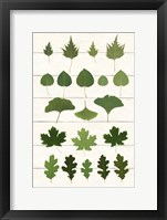 Leaf Chart I Shiplap Fine Art Print