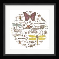 Insect Circle II Bright Framed Print