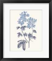 Blue Botanical III Framed Print