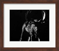 Bullish Fine Art Print