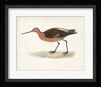 Sandpiper II Framed Print