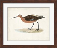 Sandpiper II Fine Art Print