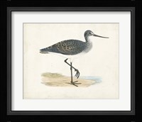 Sandpiper III Framed Print
