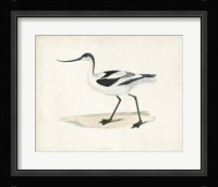 Sandpiper IV Framed Print