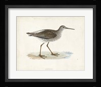 Sandpiper V Framed Print
