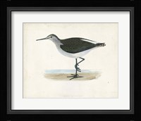 Sandpiper VI Framed Print