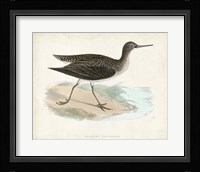 Sandpiper VII Framed Print