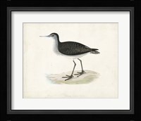 Sandpiper VIII Framed Print