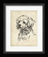 Breed Studies III Framed Print