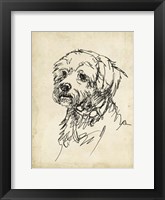 Breed Studies III Framed Print