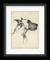 Breed Studies IV Fine Art Print