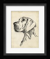 Breed Studies VI Framed Print