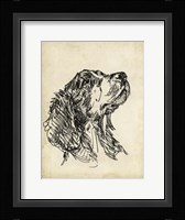 Breed Studies VII Framed Print