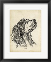 Breed Studies VII Framed Print
